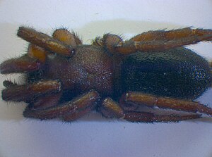 Night flat-bellied spider (Gnaphosa lucifuga), prepared female in the Zoological State Collection in Munich