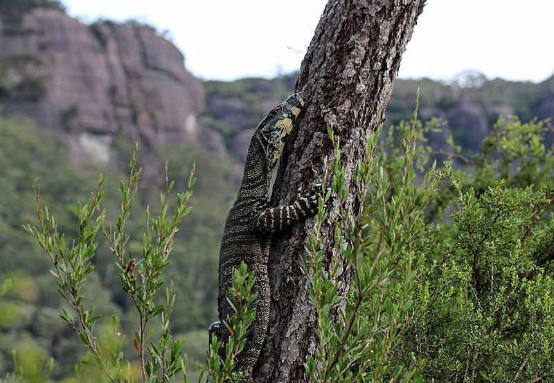 File:Goanna in Tree.jpg