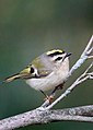 * Nomination Golden-crowned Kinglet By User:Circc --Rhododendrites 04:57, 5 January 2023 (UTC) * Promotion  Support Good quality. --Velvet 08:44, 6 January 2023 (UTC)