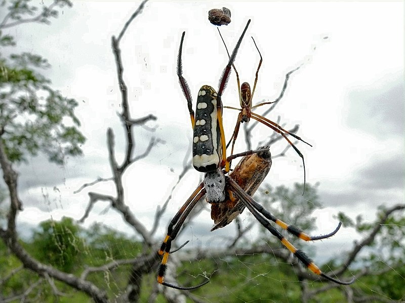 File:Golden Orb Web-Spider (Nephila senegalensis) (6046054010).jpg