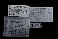File:Goniocidaris alba - ECH-000001 label.jpg (Category:Echinodermata in the Natural History Museum of Denmark)