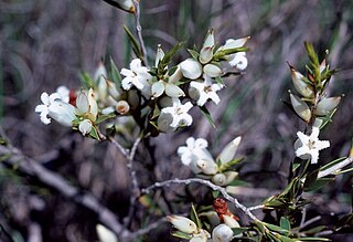 <i>Styphelia xerophylla</i> Species of flowering plants