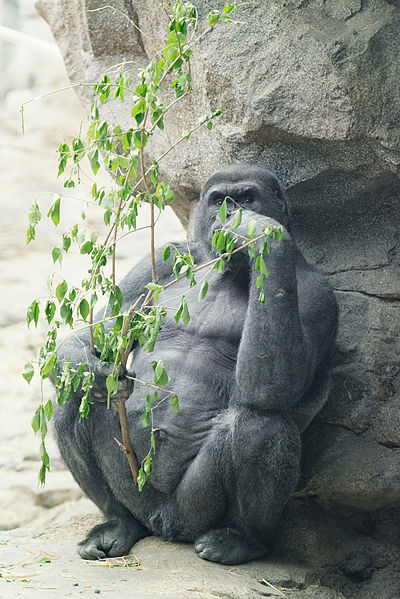 File:Gorilla Camoflauge (17860043319).jpg