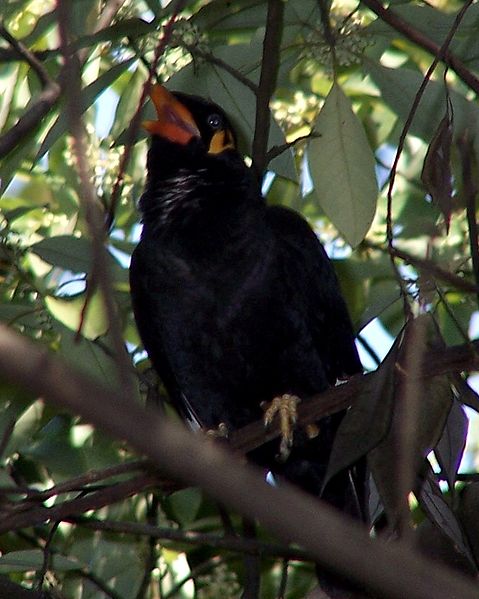 File:Gracula religiosa Hong Kong 1.jpg