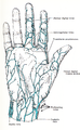 Superficial Veins of the Hand - Palmar Aspect (Dissected and drawn by Miss Nancy Joy.) See legend attached to figure 4.