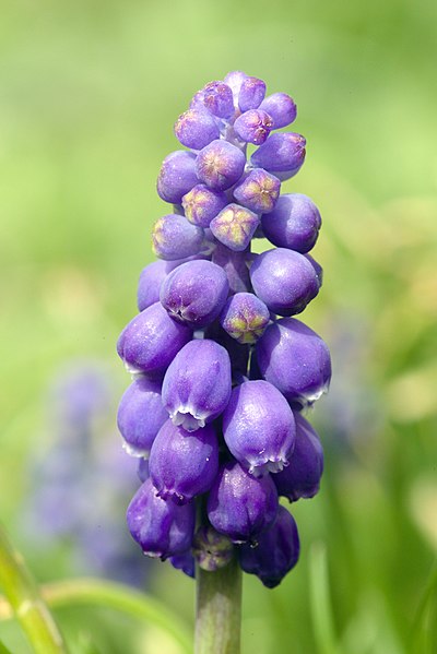 File:Grape hyacinth (40886596134).jpg