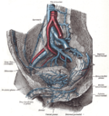 Thumbnail for Deep circumflex iliac vein