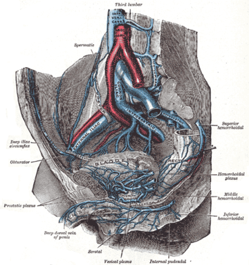 Obturator veins