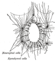 脊髓中央管的橫切面，顯示出室管膜細胞及其他膠質細胞。
