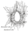 Miniatura para Célula glial