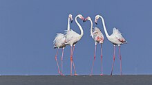 Un gruppo di fenicotteri rosa a Kutch, India