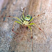 Green orbweaver spider (araneus cingulatus) male