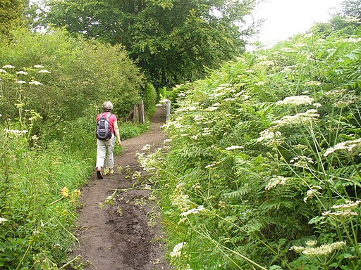 Greensand Way at Ivy Cottage - geograph.org.uk - 2500577