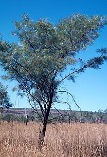 Habit in the Keep River National Park