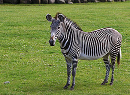 Dykuminis zebras (Equus grevyi)