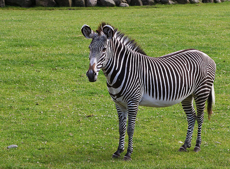 File Grevys zebra  jpg Wikimedia Commons