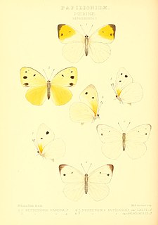 <i>Belenois antsianaka</i> Species of butterfly