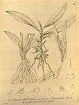 Grosourdya zollingeri (as Dendrocolla zollingeri) - Dendrocolla gracilenta - Tuberolabium rhopalorrhachis (as Dendrocolla rhopalorrhachis) - Xenia vol 1 pl 86 (1858).jpg