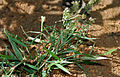 Ground Skimmer (Diplacodes trivialis) (Female) on Eragrostis species is it W3 IMG 3842.jpg