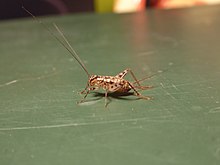 Gryllomorpha dalmatina 07.jpg