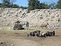 Guadalajara Zoo