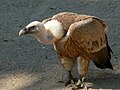 el voltor comú (abutre-fouveiro, o grifo)
