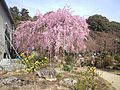 Thumbnail for File:Hôkongô-in Buddhist Temple - Weeping cherry tree.jpg