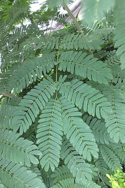 Doubly paripinnate leaves of Delonix regia