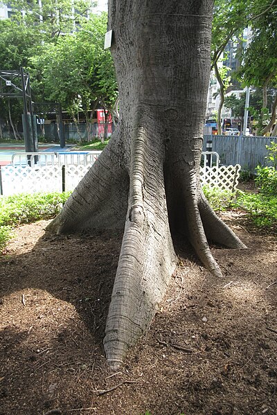 File:HK CWB 高士威道 Causeway Bay Road 維多利亞公園 Victoria Park tree Sept 2017 IX1 吉貝 Ceiba pentandra trunk 11.jpg