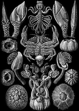 ”Cirripedia”, Ernst Haeckelin teoksesta Kunstformen der Natur (1904). Keskellä olevaan taskurapuun tarttuneena parasiittinen Sacculina.