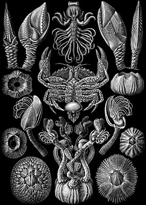 Various barnacles.  From Ernst Haeckel's work “Art Forms of Nature” from 1904. In the middle a sack crab from the Sacculina genus.
