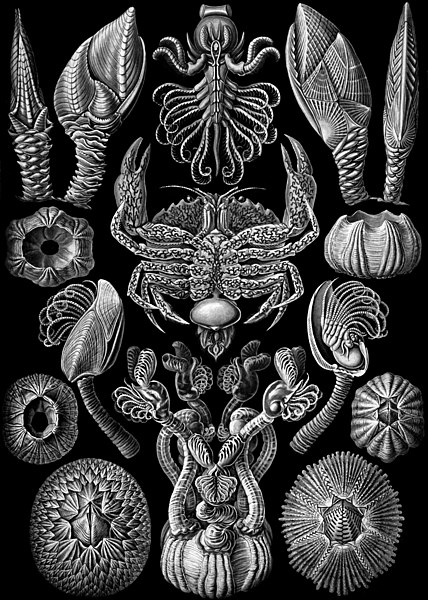 صورة:Haeckel Cirripedia.jpg