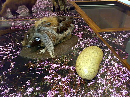 A fictitious Wild Haggis Haggis scoticus, next to a prepared specimen, as displayed at the Glasgow Kelvingrove Gallery