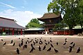 Santuario xintoísta de Hakozaki-gū