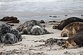grey seals, Heligoland
