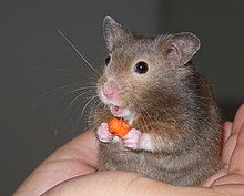 Hamster in hand-cropped.jpg