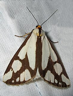 <i>Haploa confusa</i> Species of moth