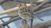 Thumbnail for File:Harris's Sparrow (8133645419).jpg