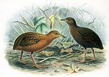 Hawaiian rail Hawaiirail.jpg