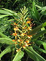 Hedychium coccineum (15269578242).jpg