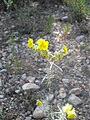 Helianthemum syriacum