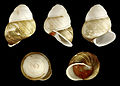 * Nomination Shell of a Philippine landsnail, Helicostyla florida --Llez 06:04, 12 August 2011 (UTC) * Promotion Very good--Holleday 13:44, 13 August 2011 (UTC)