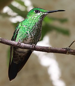 Kolibrier: Systematisk inndeling, Beskrivelse, Utbredelse og habitat