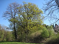 Hemer-Bäingsen-Natural Monument Pedunculate Oak-1-Asio.JPG