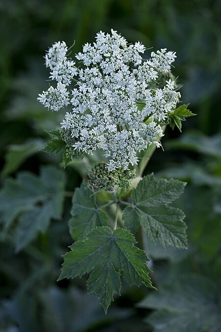 Tập_tin:Heracleum_lanatum_(7833246860).jpg