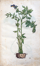 Herbarum vivae eicones-1-08-047.png