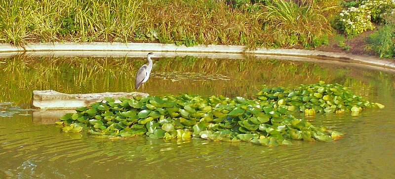 File:Heron, Cliveden Ornamental Lake - geograph.org.uk - 4188071.jpg