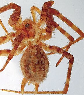 Kuvaus Hersiliola afghanica female.jpg -kuvasta.