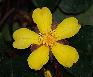 <i>Hibbertia dentata</i> Species of flowering plant