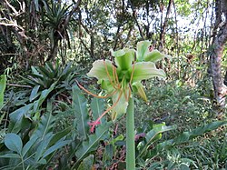 Hippeastrum calyptratum (Ker Gawl.) Herb.2.jpg